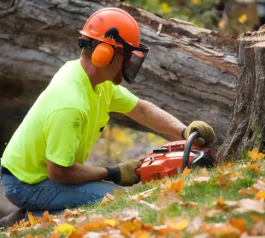 tree services New Rochelle